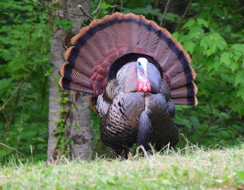 alabama dcnr seeks input  turkey hunters alcom