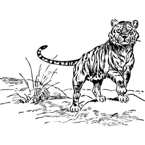 coloring page  tiger jungle  printable coloring pages