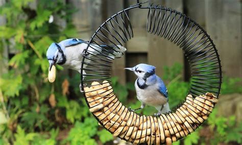 feeder  blue jays reviewed  rated