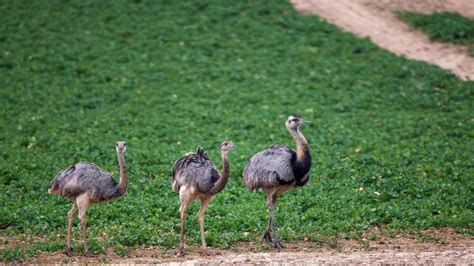 Tierische Einwanderer Nandus Breiten Sich In Norddeutschland Weiter