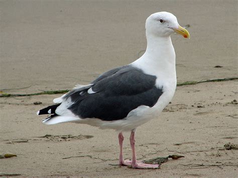 day  seagulls oxygen  arm evolution im  scientist