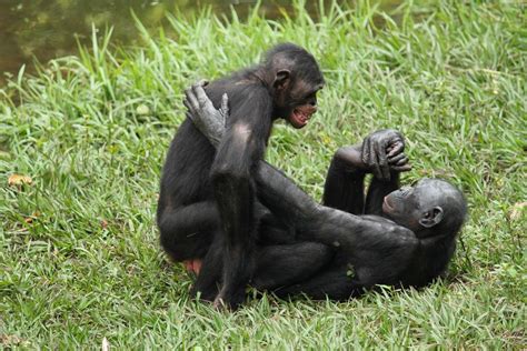 sexual healing bonobos use sex to de stress wired