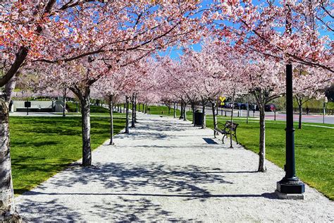 cherry blossom walk photograph  clyn robinson fine art america