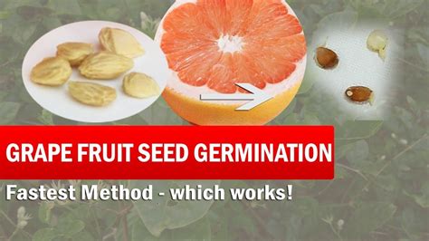 pin  garden tips  kitchen gardening seed germination grapefruit