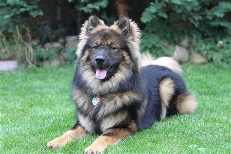 eurasier dog character pictures diet care