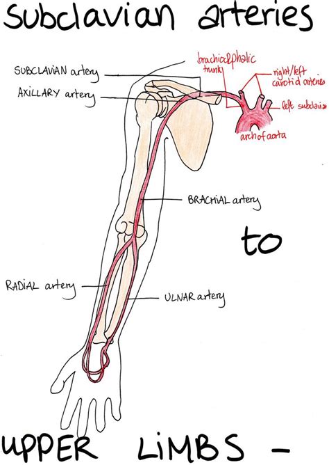 arteries  veins arteries anatomy arteries  veins medical anatomy