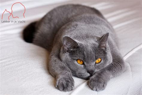 brits korthaar karakter opvoeding gezondheid katten blog