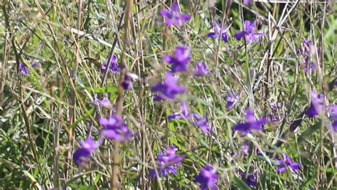steppe flowers stock video footage   hd video clips shutterstock