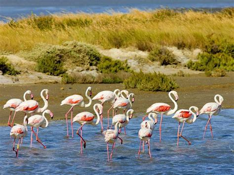 la camargue une destination au top