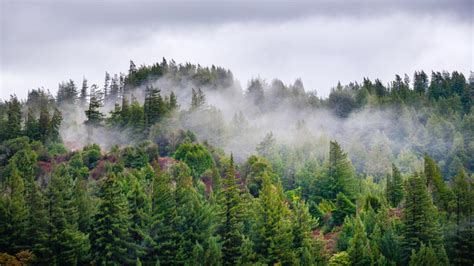 drought slows growth  douglas fir trees   west uc davis