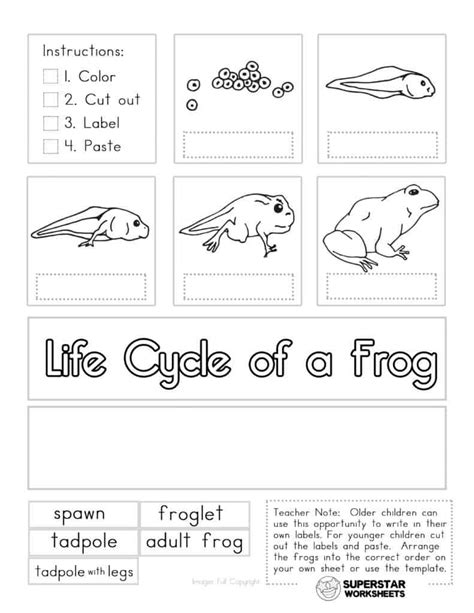 life cycle   frog worksheets superstar worksheets
