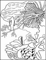 Koralle Korallen Ausmalbild Kostenlos Seaweed Ausdrucken Parentune Coloringhome sketch template