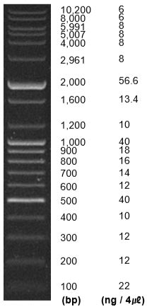 100 bp Plus DNA Ladder