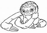 Sloth Croods Coloring Pages Belt Toed Three Drawing Cute Easy Clipart Color Printable Kids Sloths Baby Two Kidsplaycolor Print Getdrawings sketch template