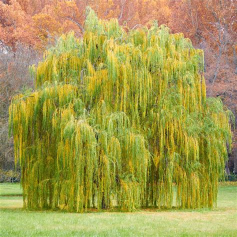 weeping willow shade trees  sale fastgrowingtreescom