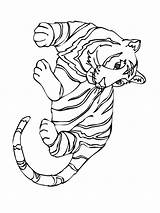 Tiger Coloring Pages Template sketch template