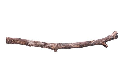 twig definition  meaning collins english dictionary