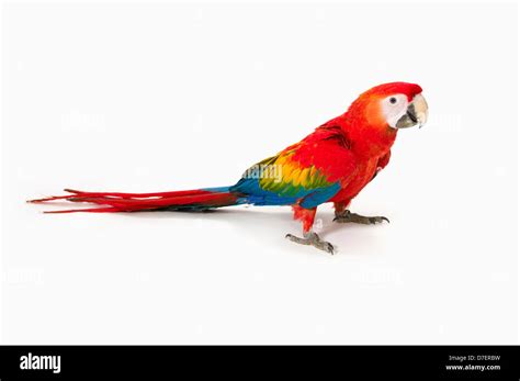 scarlet macaw parrot  white background stock photo alamy