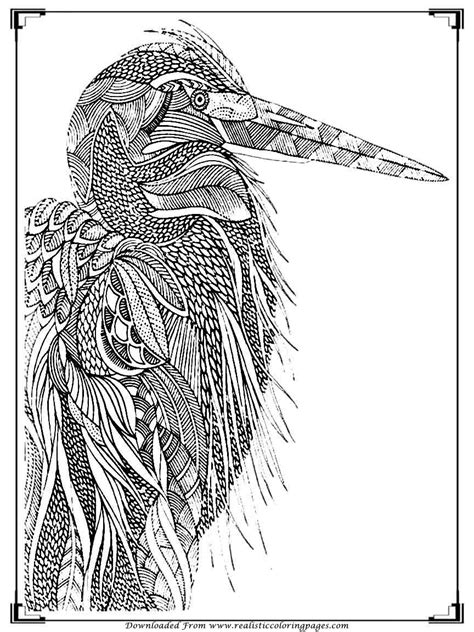 gambar printable birds coloring pages adults realistic bird real