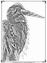Coloring Pages Printable Adults Birds Bird Realistic Color sketch template