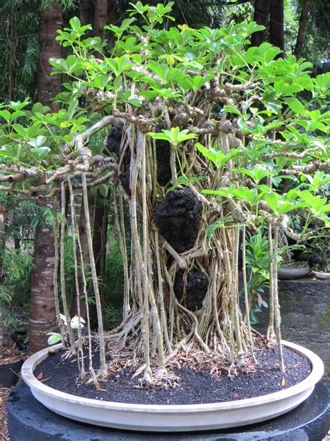stunning banyan bonsai   banyan tree bonsai   grow bonsai