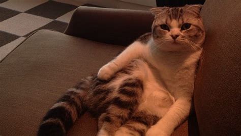 taylor swift posts funny instagram video of her cat
