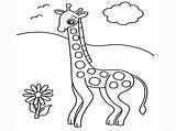 Giraffe Coloring Pages Realistic Cartoon Okapi Kids Drawing Color Facts Printable Getdrawings Popular Library Clipart Getcolorings Coloringhome sketch template