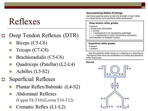 image result for deep tendon reflex nursing school tips