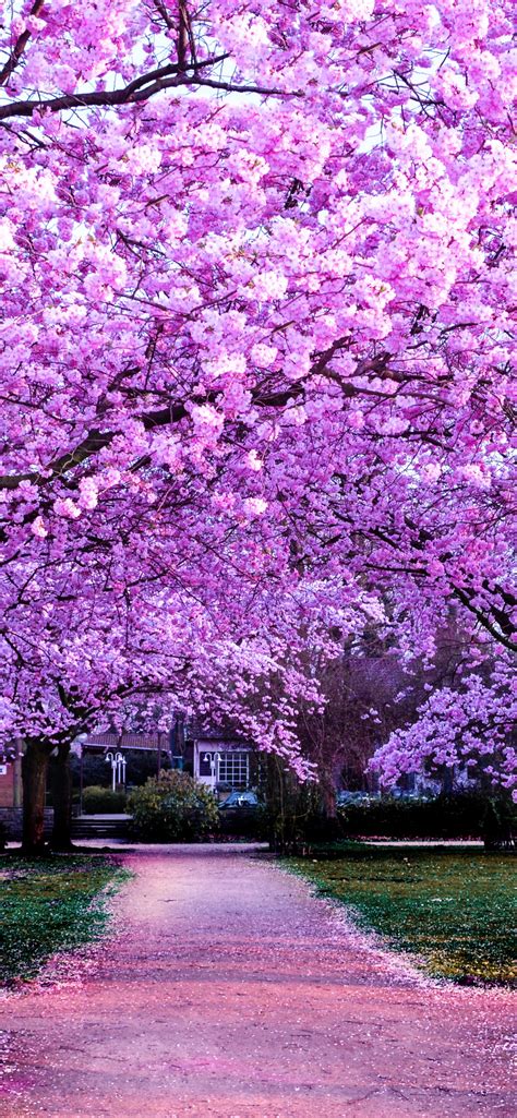 cherry blossom trees wallpaper  purple flowers pathway park