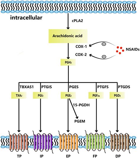 Frontiers Cyclooxygenase 2 Prostaglandin E2 Pathway A Key Player In