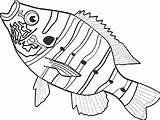 Snapper Coloring Pages sketch template