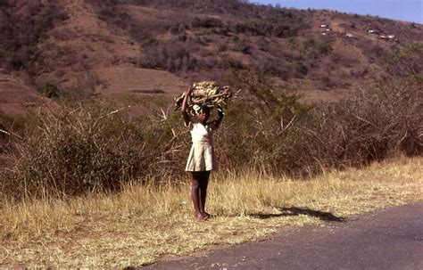 Zulu Girl Carrying Firewood South Africa Flickr Photo