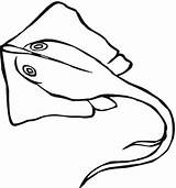 Stingray Ikan Sketsa Mantarraya Pari Raie Pesce Arraia Laut Coloringall Supercoloring Spada Poisson Coloringbay Sindunesia Ciri Popular Stingrays Kepala sketch template