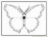 Butterfly Symmetrical sketch template