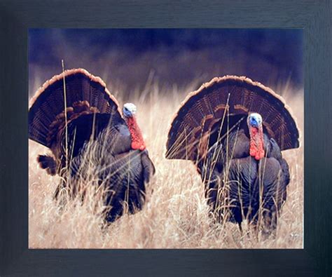 deck up your interiors with this wonderful wild turkey framed art
