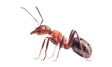 incredible ant facts   animals