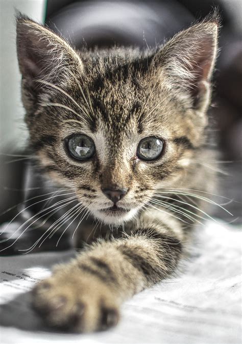 kitten cat cute  photo  pixabay pixabay