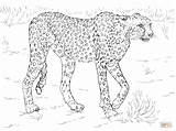 Cheetah Coloring Gepard Ausmalbild Ausdrucken Kostenlos Malvorlagen Ausmalen Guepard Drucken Supercoloring Disegni Kleurplaten Tigre sketch template