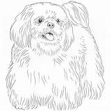 Tzu Shih Drawing Dog Draw Step Face Shitzu Shihtzu sketch template