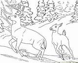 Coloring Pages Deer Tailed Sambar Animals Privacy Policy Contact sketch template