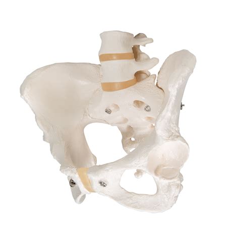 Anatomical Teaching Models Plastic Human Pelvic Models