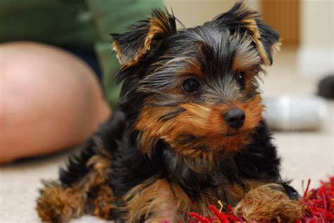 filea puppy yorkiejpg wikimedia commons