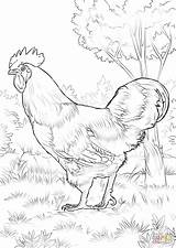 Coloring Rooster Pages Rhode Red Island Printable Chicken Adults Color Pheasant Print Hen Adult Colouring Sheets Drawing Birds Visit sketch template