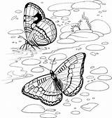 Coloring Pages Purplekittyyarns Butterfly sketch template