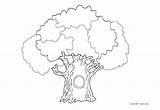 Tree Banyan Coloring Colouring Pages Drawing Evergreen Printables Getcolorings Color Printable Comments Template sketch template