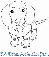 Dog Wiener Draw Baby Tutorial Print Easy sketch template