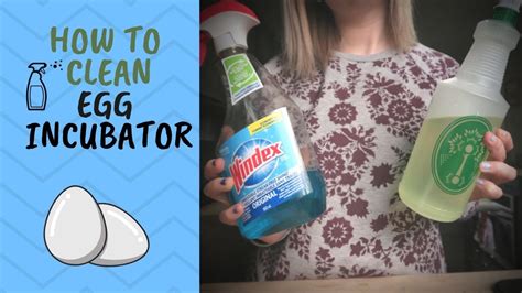 clean  sanitize egg incubator youtube