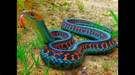 serpientes mas venenosas del mundo youtube