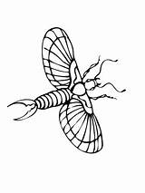 Earwig Coloring Flying Pages Drawing Categories Supercoloring sketch template
