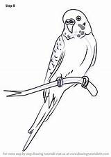Parakeet Drawing Cartoon Step Draw Bird Drawings Tutorials Kids Birds Drawingtutorials101 Budgie Coloring Choose Board Eagle sketch template